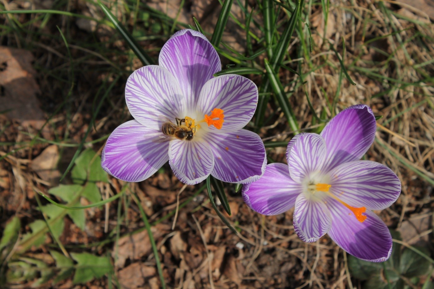 Blume mit Biene