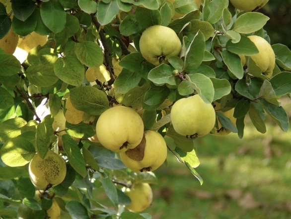 Baum mit Äpfeln