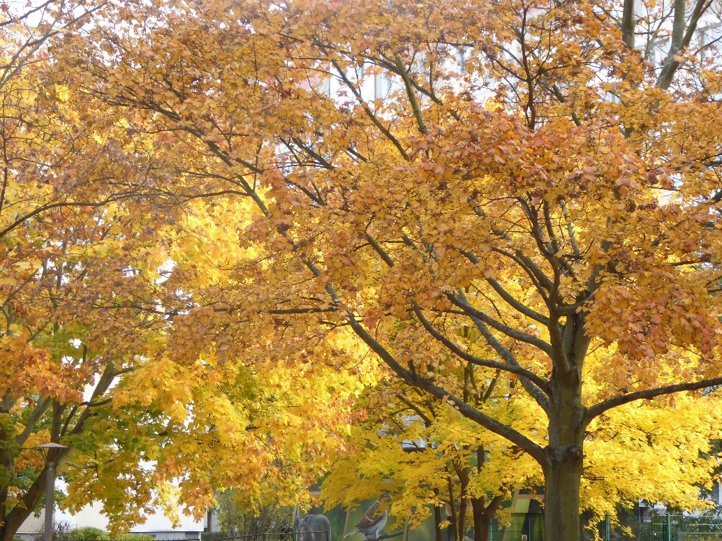 Herbstbaum