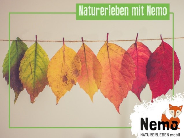 Natur erleben mit nemo: Bunte Herbstblätter an einer Leine