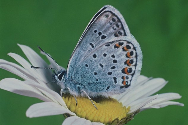 Schmetterling