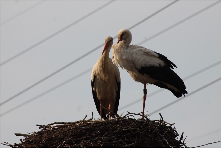 Storch