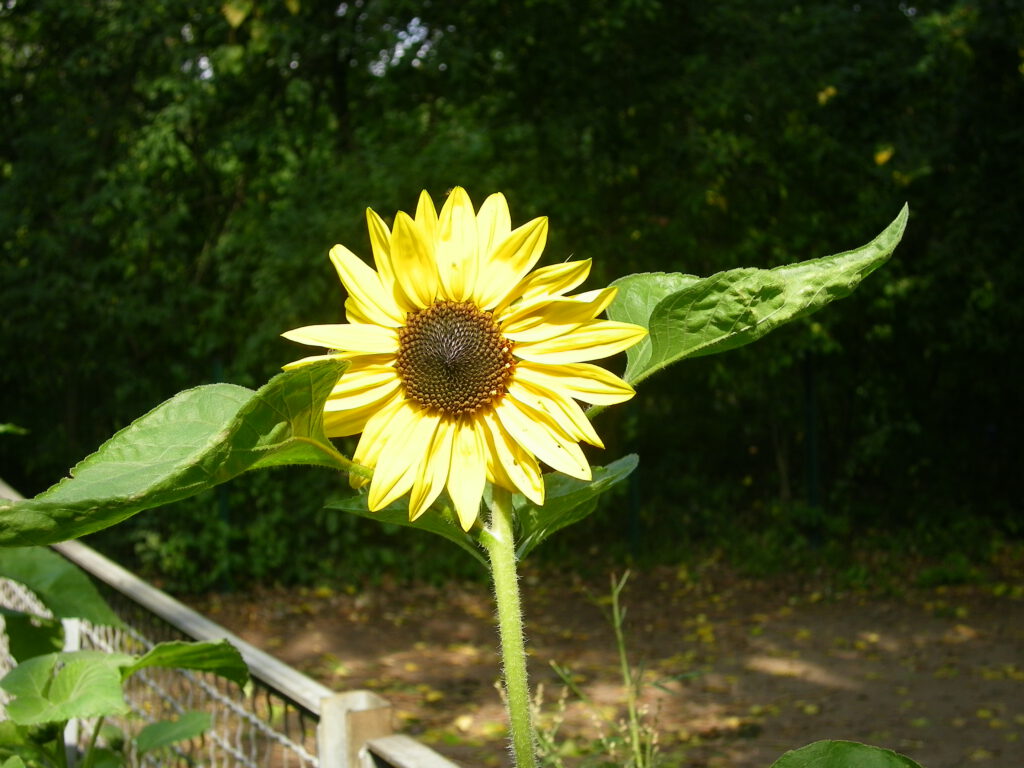 Sonnenblume