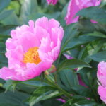 pfingsrose